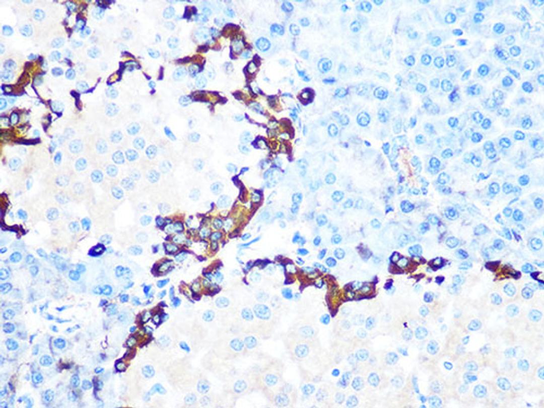 Immunohistochemistry - GLP1 Rabbit mAb (A4981)