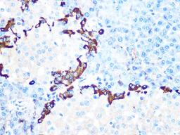 Immunohistochemistry - GLP1 Rabbit mAb (A4981)