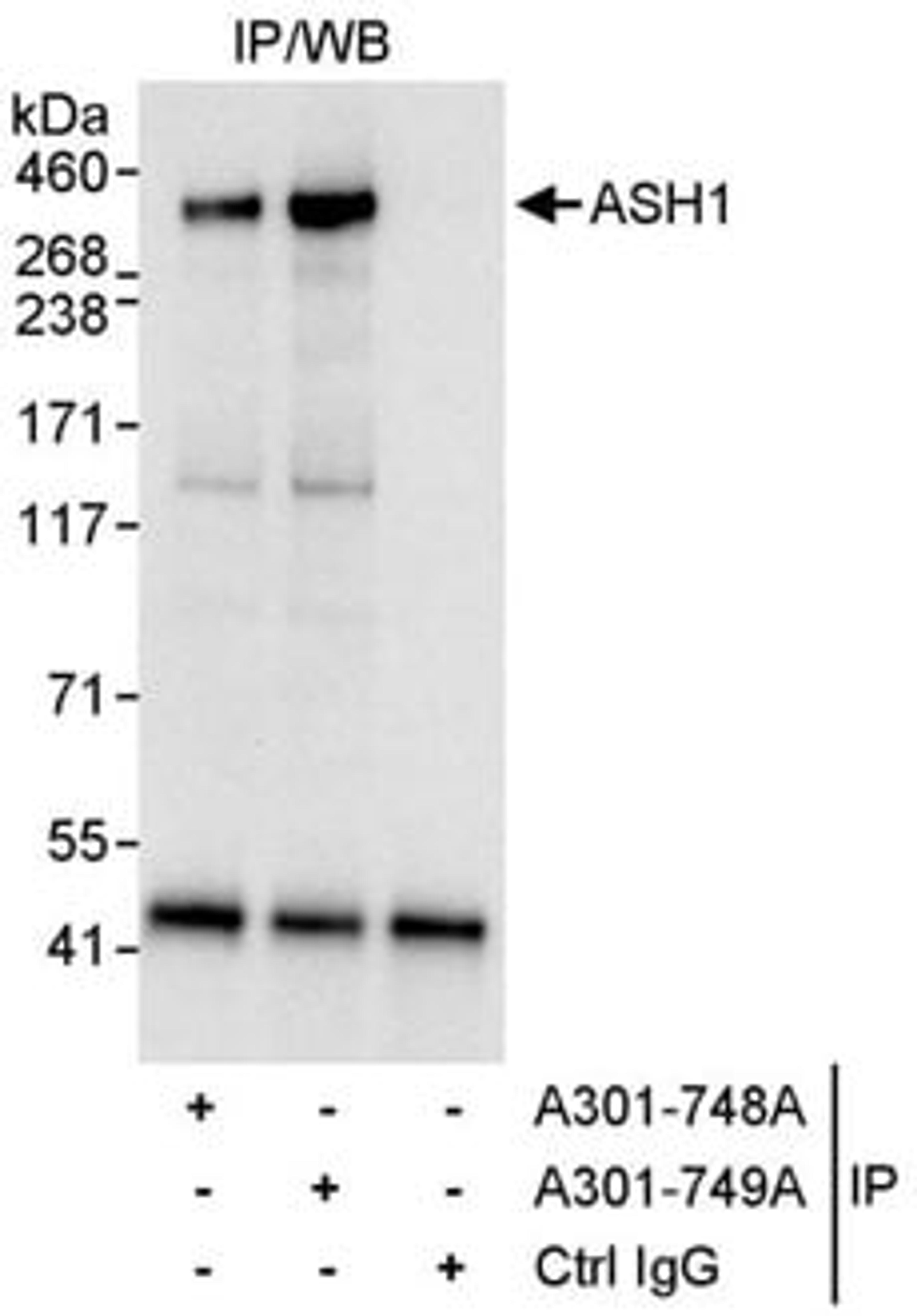 Detection of human ASH1 by western blot of immunoprecipitates.