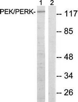 Western blot analysis of extracts from MCF-7 cells using PEK-PERK antibody