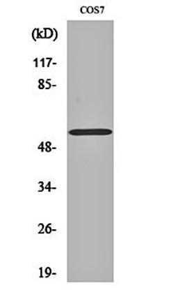 Western blot analysis of COS7 cell lysates using OBCAM antibody