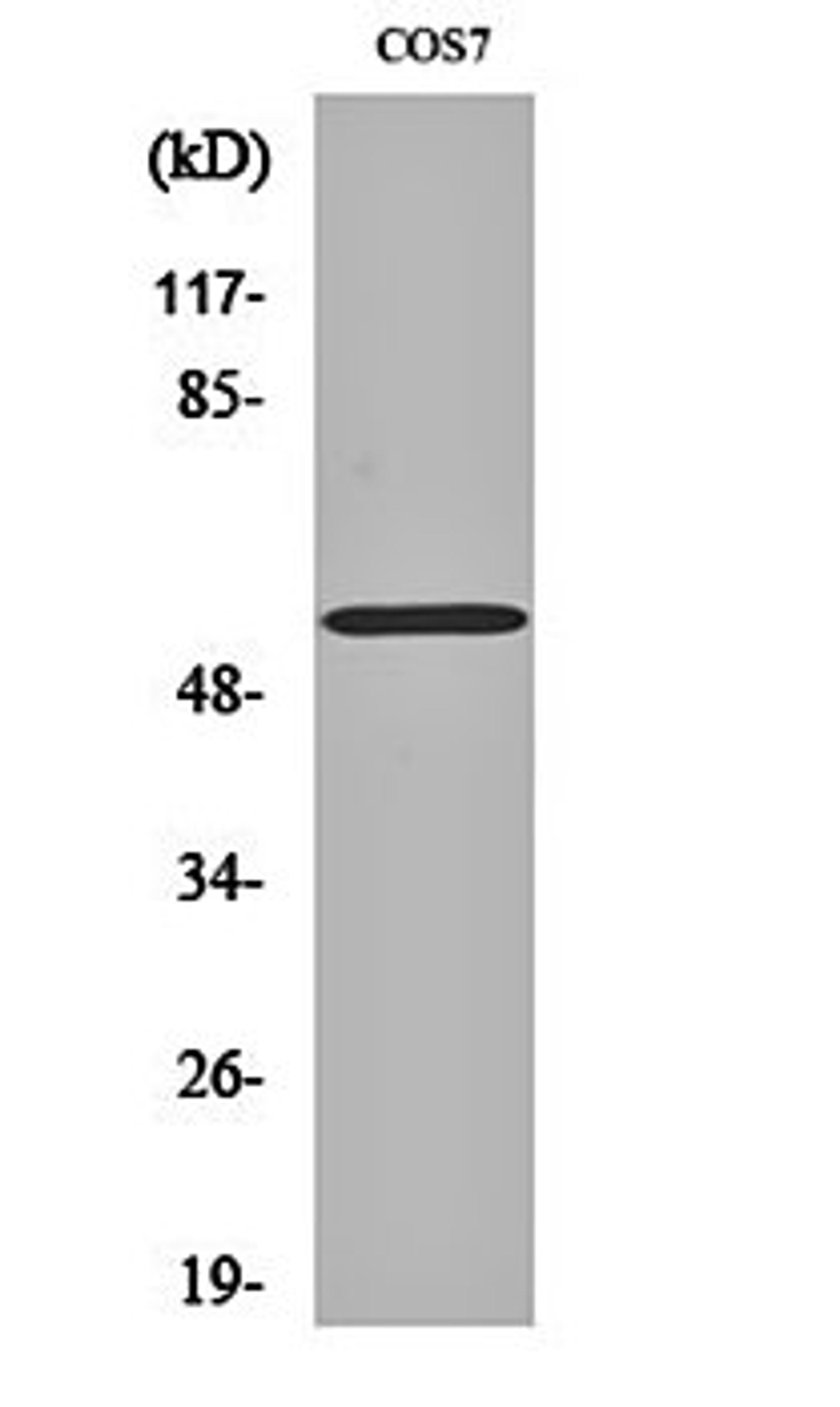 Western blot analysis of COS7 cell lysates using OBCAM antibody