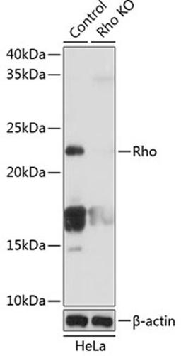 Western blot - Rho antibody (A19106)