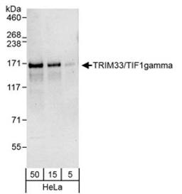 Detection of human TRIM33/TIF1gamma by western blot.