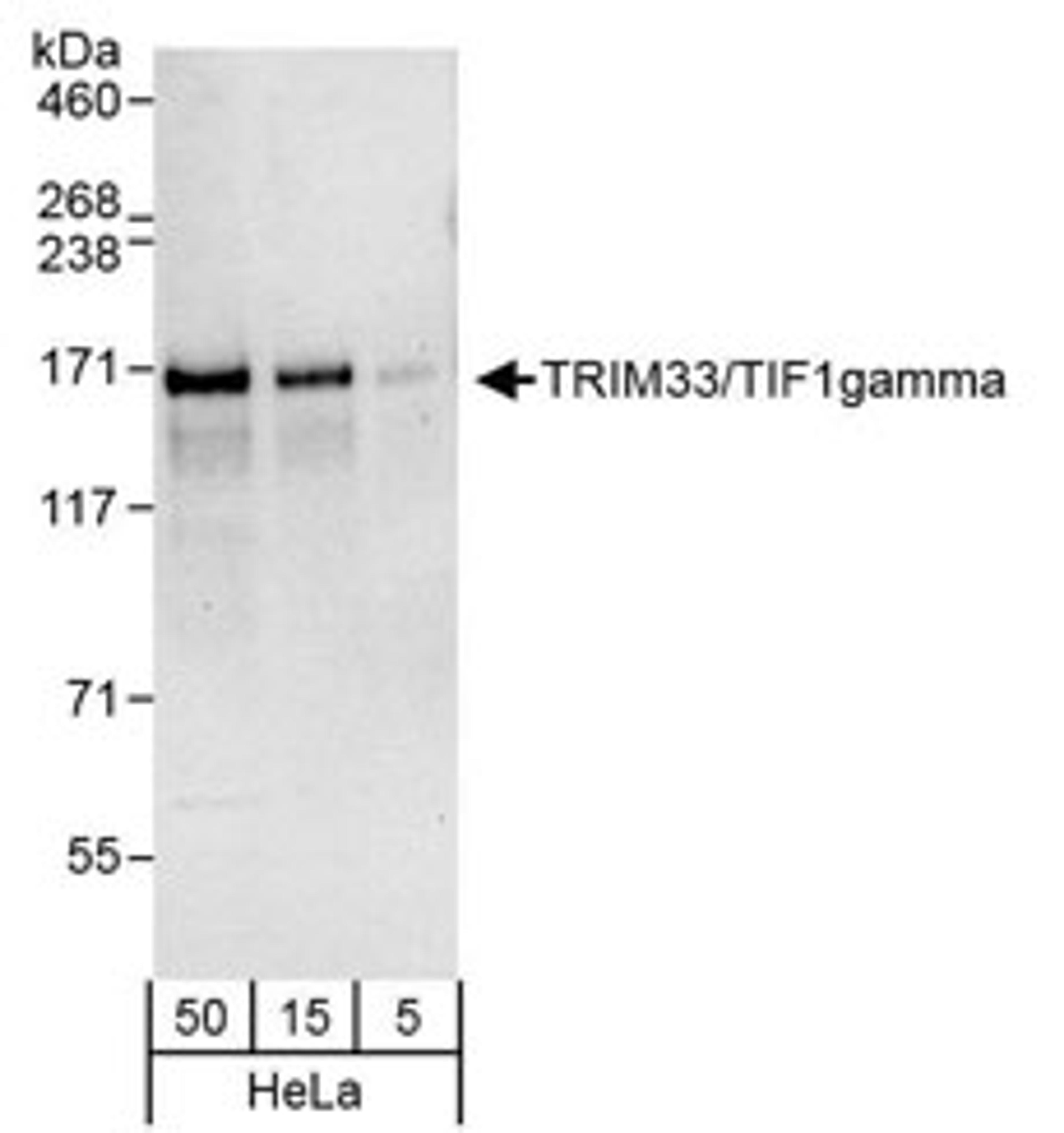 Detection of human TRIM33/TIF1gamma by western blot.