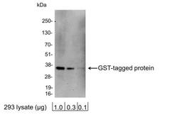 Western Blot: GST Epitope Tag Antibody [NB600-326] - Analysis using the HRP conjugate of NB600-326. Detection of 1.0, 0.3, or 0.1 ug of 293 cell lysate expressing a GST-tag fusion protein. Antibody used at 0.2 ug/ml (1:5,000).