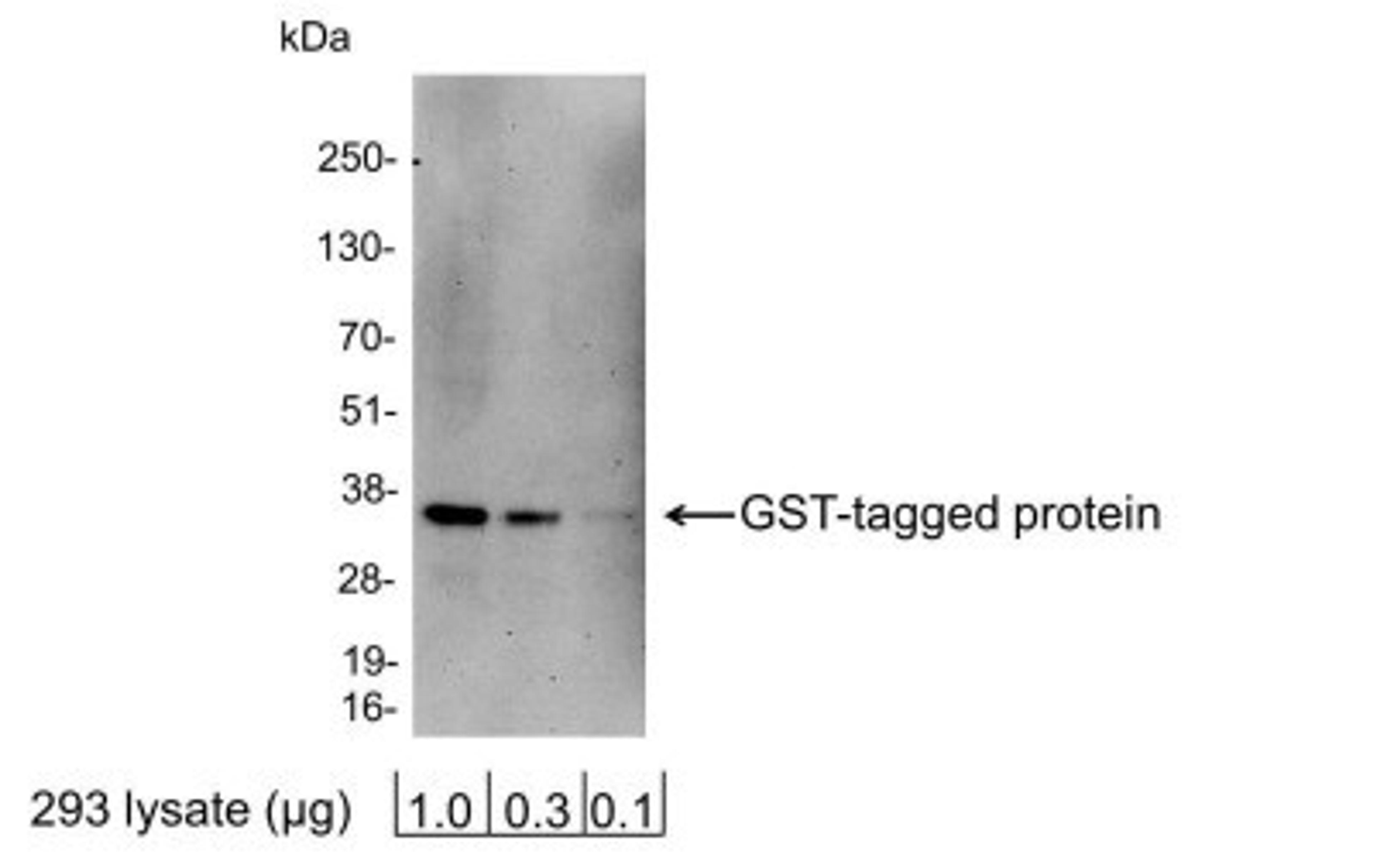 Western Blot: GST Epitope Tag Antibody [NB600-326] - Analysis using the HRP conjugate of NB600-326. Detection of 1.0, 0.3, or 0.1 ug of 293 cell lysate expressing a GST-tag fusion protein. Antibody used at 0.2 ug/ml (1:5,000).