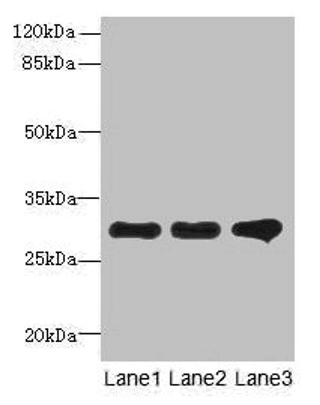 Western blot. All lanes: RMDN1 antibody at 0.6µg/ml. Lane 1: K562 whole cell lysate. Lane 2: HepG2 whole cell lysate. Lane 3: MCF-7 whole cell lysate. Secondary. Goat polyclonal to rabbit IgG at 1/10000 dilution. Predicted band size: 36, 33, 31 kDa. Observed band size: 31 kDa