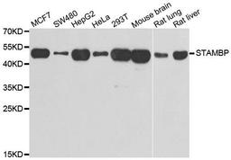 Western blot analysis of extracts of various cell lines using STAMBP antibody