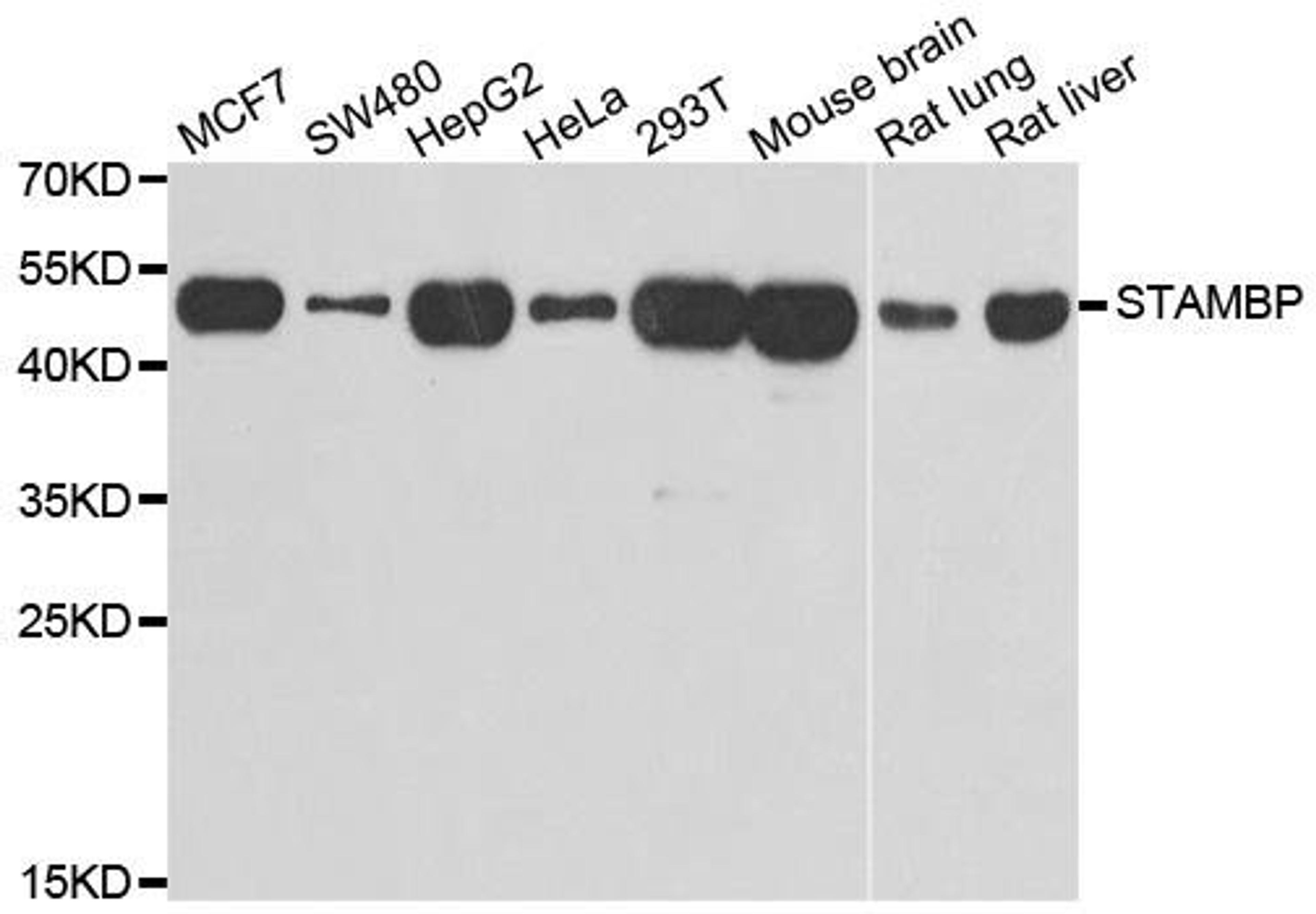 Western blot analysis of extracts of various cell lines using STAMBP antibody