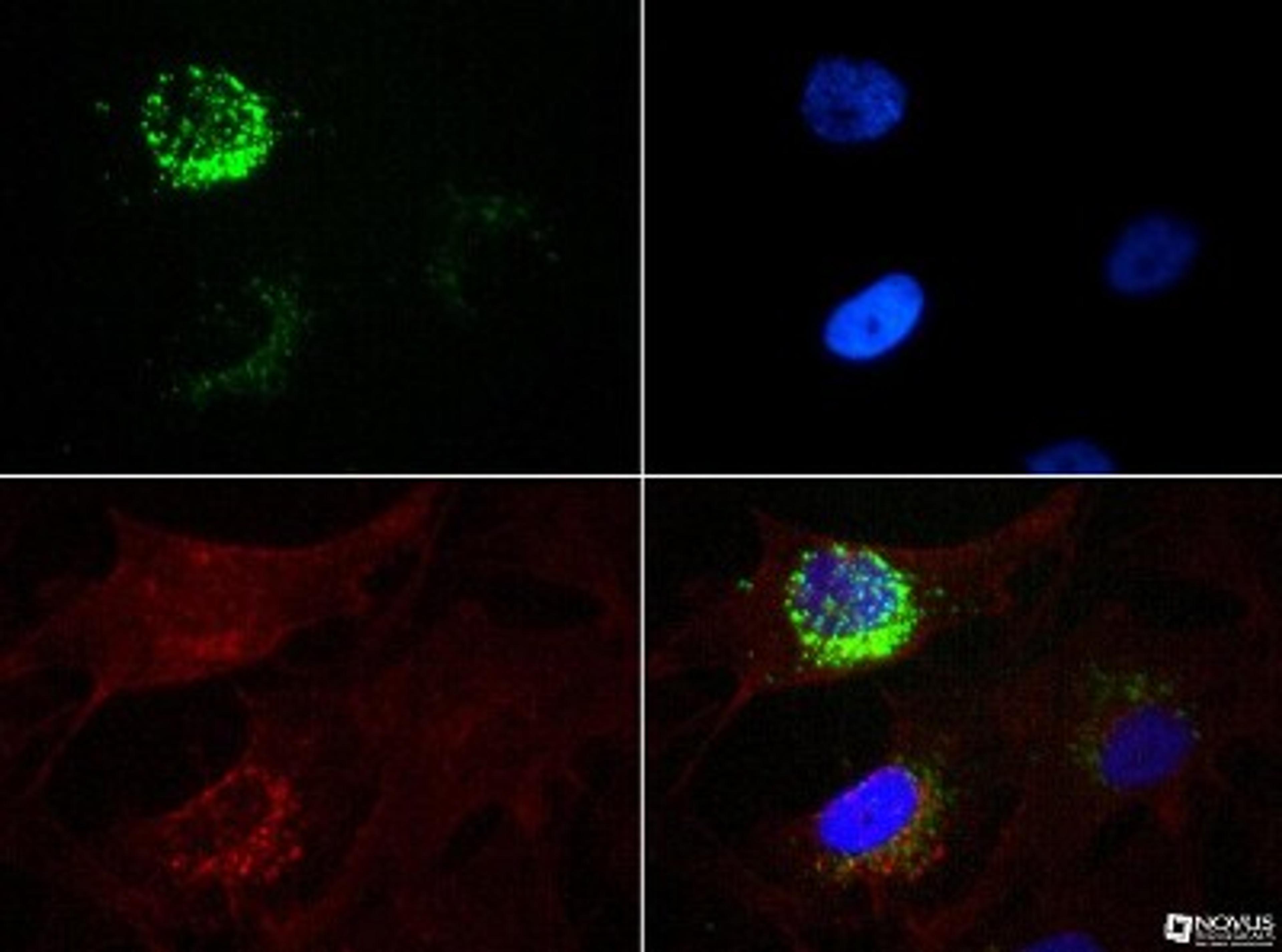 Immunocytochemistry/Immunofluorescence: STRO-1 Antibody (STRO-1) [NBP1-48356] - Antibody was tested at 1:50 in MG-63 cells with FITC (green). Nuclei and actin were counterstained with Dapi (blue) and Phalloidin (red).