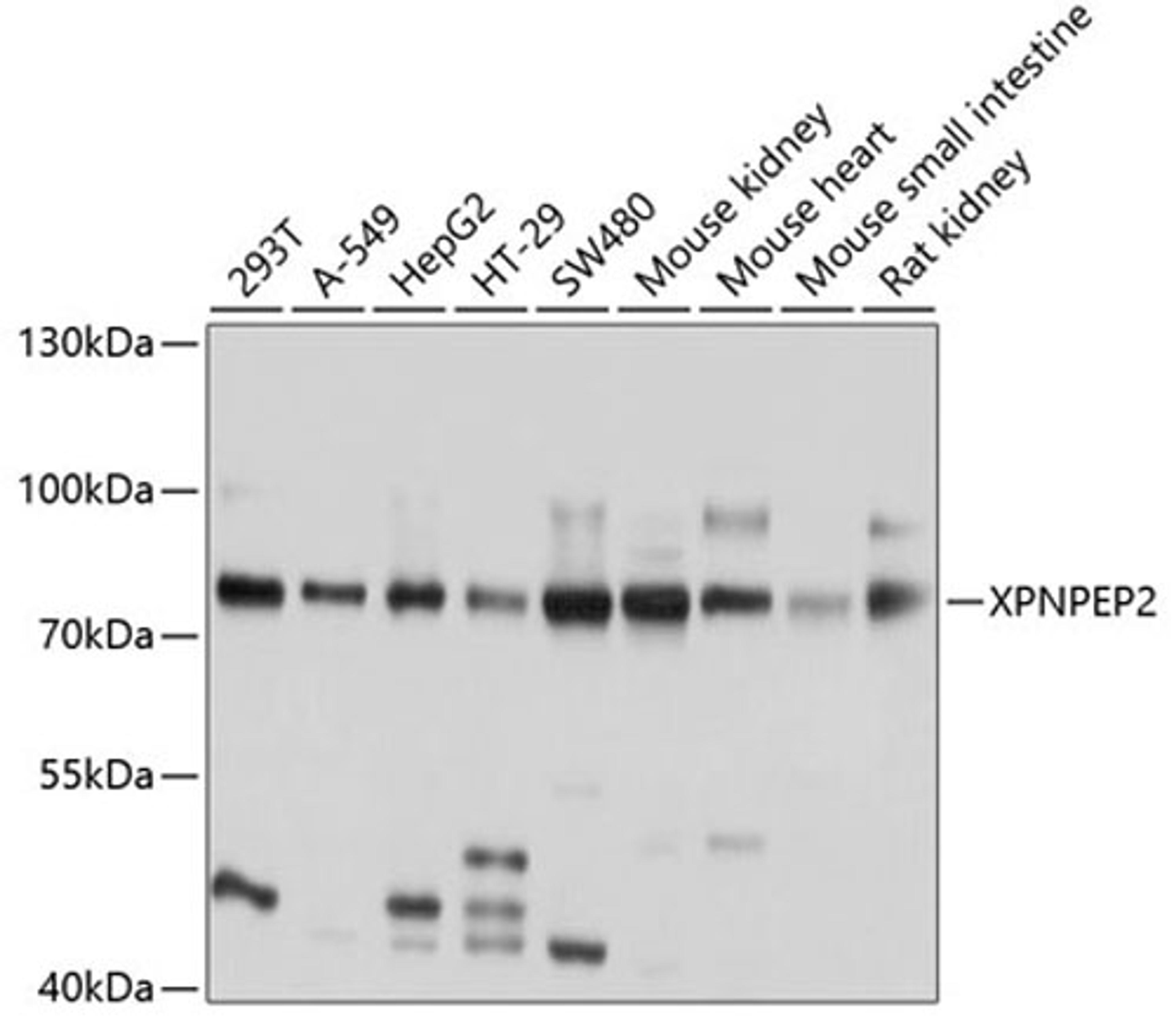 Western blot - XPNPEP2 antibody (A10255)