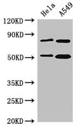 Western Blot. Positive WB detected in: Hela whole cell lysate, A549 whole cell lysate. All lanes: SNX27 antibody at 3.5µg/ml. Secondary. Goat polyclonal to rabbit IgG at 1/50000 dilution. Predicted band size: 62, 60, 51 kDa. Observed band size: 51 kDa