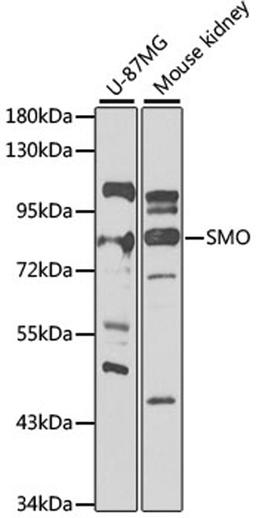 Western blot - SMO antibody (A3274)