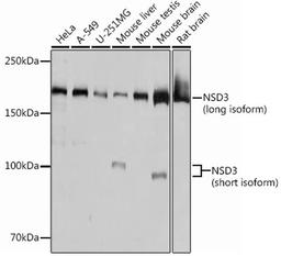 Western blot - NSD3 Rabbit mAb (A12342)