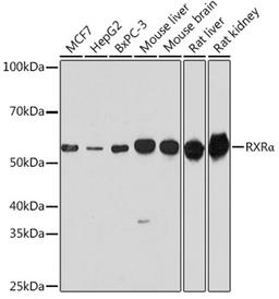 Western blot - RXRa antibody (A15242)