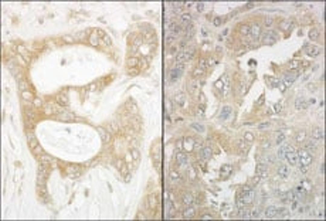 Detection of human and mouse EB1 by immunohistochemistry.