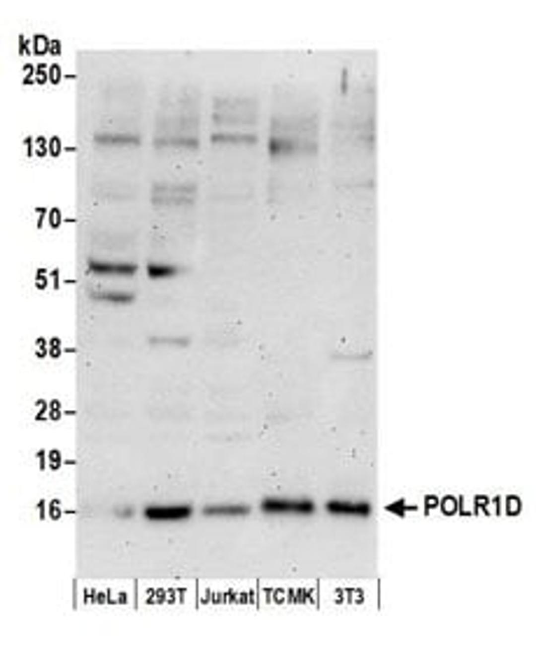 Detection of human and mouse POLR1D by western blot.