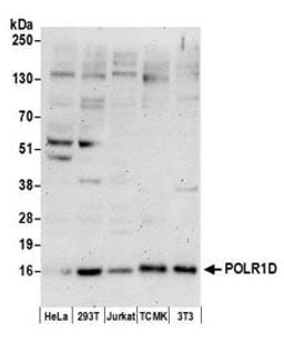 Detection of human and mouse POLR1D by western blot.