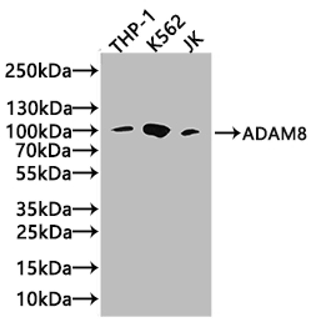Western Blot. Positive WB detected in: Raji whole cell lysate, THP-1 whole cell lysate, RAW264.7 whole cell lysate. All lanes: ADAM8 antibody at 3.8µg/ml. Secondary. Goat polyclonal to rabbit IgG at 1/50000 dilution. Predicted band size: 89, 79, 81 kDa. Observed band size: 89 kDa