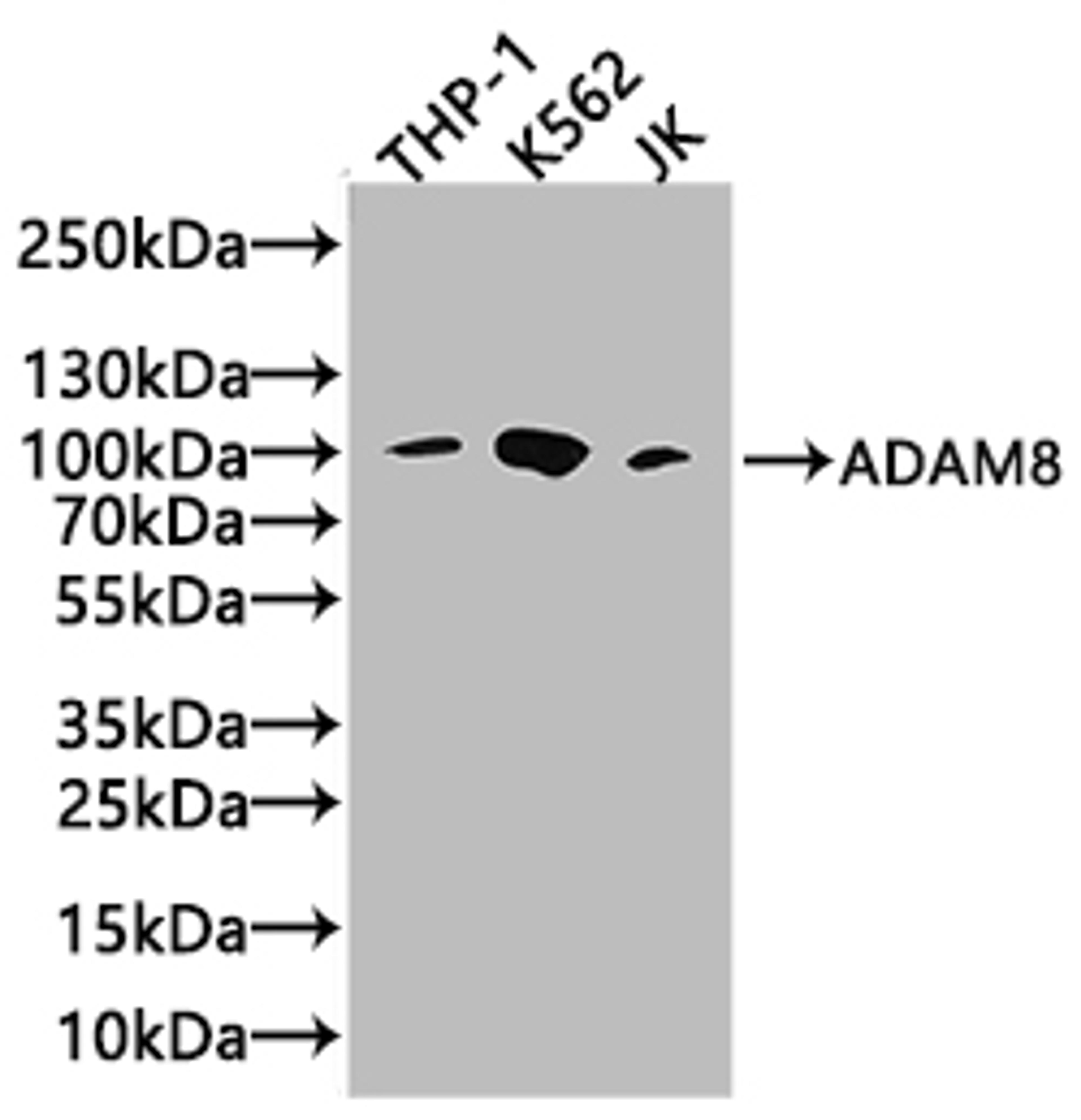 Western Blot. Positive WB detected in: Raji whole cell lysate, THP-1 whole cell lysate, RAW264.7 whole cell lysate. All lanes: ADAM8 antibody at 3.8µg/ml. Secondary. Goat polyclonal to rabbit IgG at 1/50000 dilution. Predicted band size: 89, 79, 81 kDa. Observed band size: 89 kDa