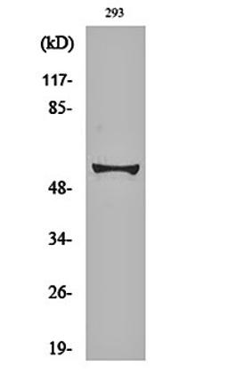 Western blot analysis of 293 cell lysates using c-Myc (phospho-S62) antibody