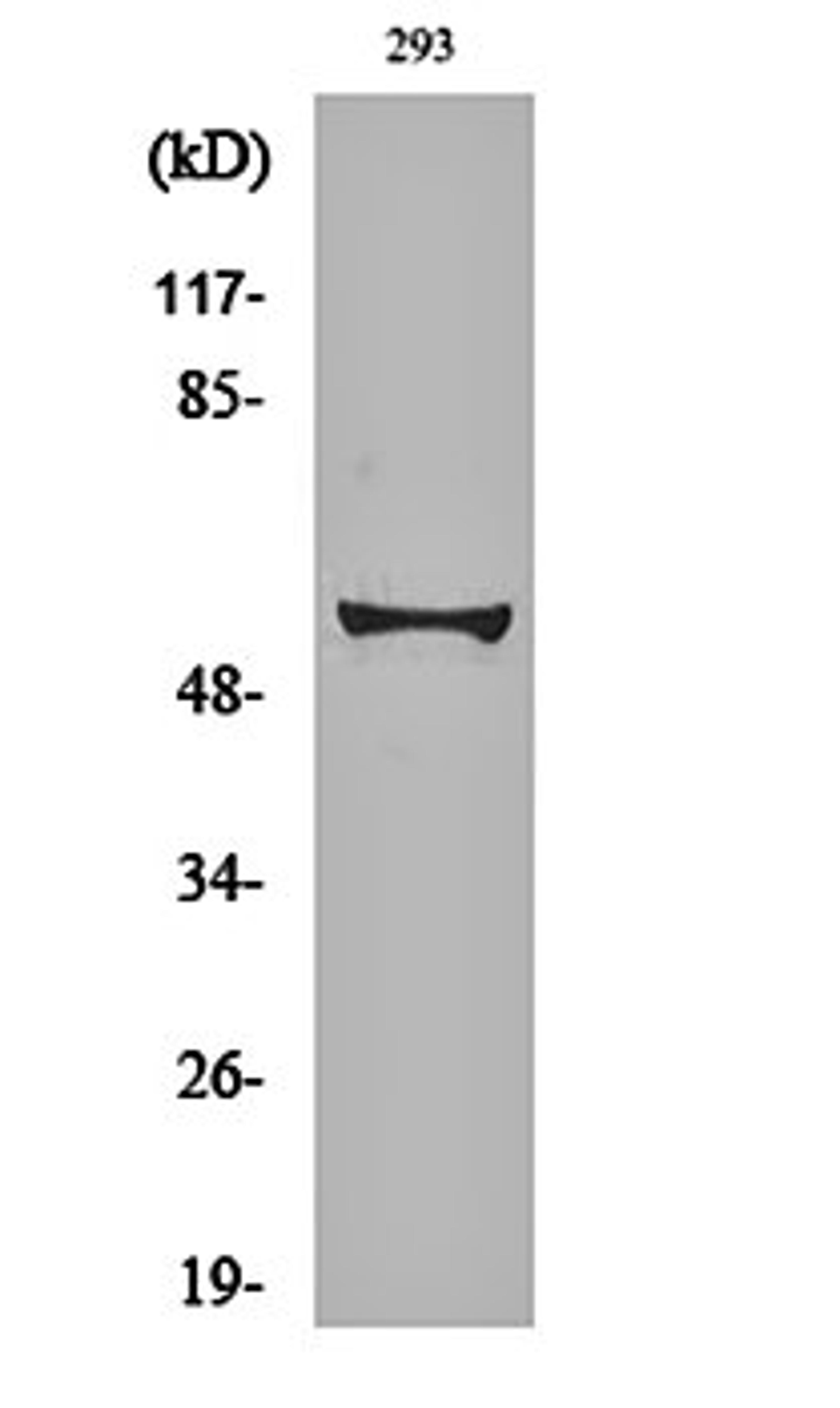 Western blot analysis of 293 cell lysates using c-Myc (phospho-S62) antibody