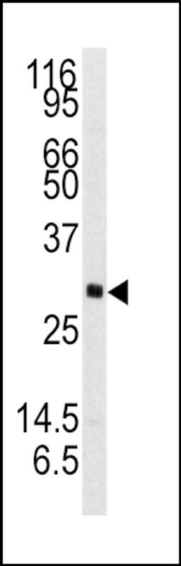 Western blot analysis of anti-NTF3 Antibody in mouse brain tissue lysates (35ug/lane)