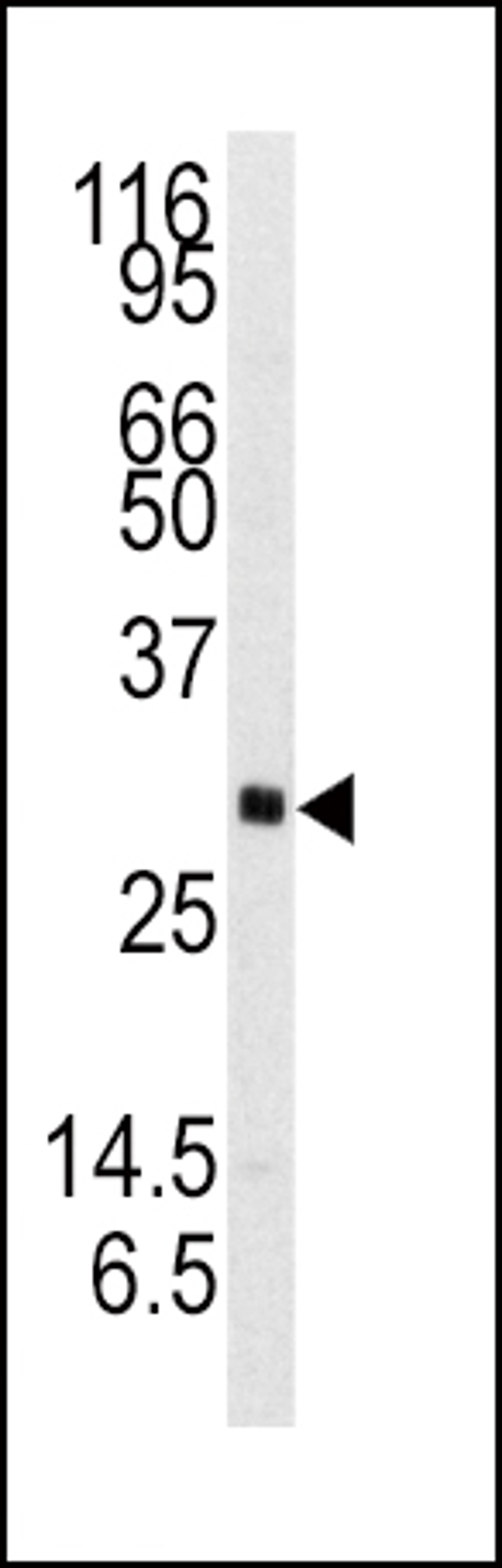 Western blot analysis of anti-NTF3 Antibody in mouse brain tissue lysates (35ug/lane)