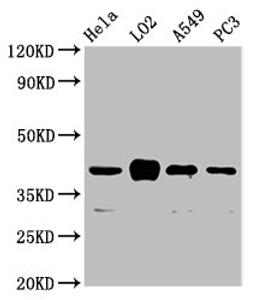Western Blot. Positive WB detected in: Hela whole cell lysate, LO2 whole cell lysate, A549 whole cell lysate, PC-3 whole cell lysate. All lanes: VN1R1 antibody at 3.3µg/ml. Secondary. Goat polyclonal to rabbit IgG at 1/50000 dilution. Predicted band size: 41 kDa. Observed band size: 41 kDa