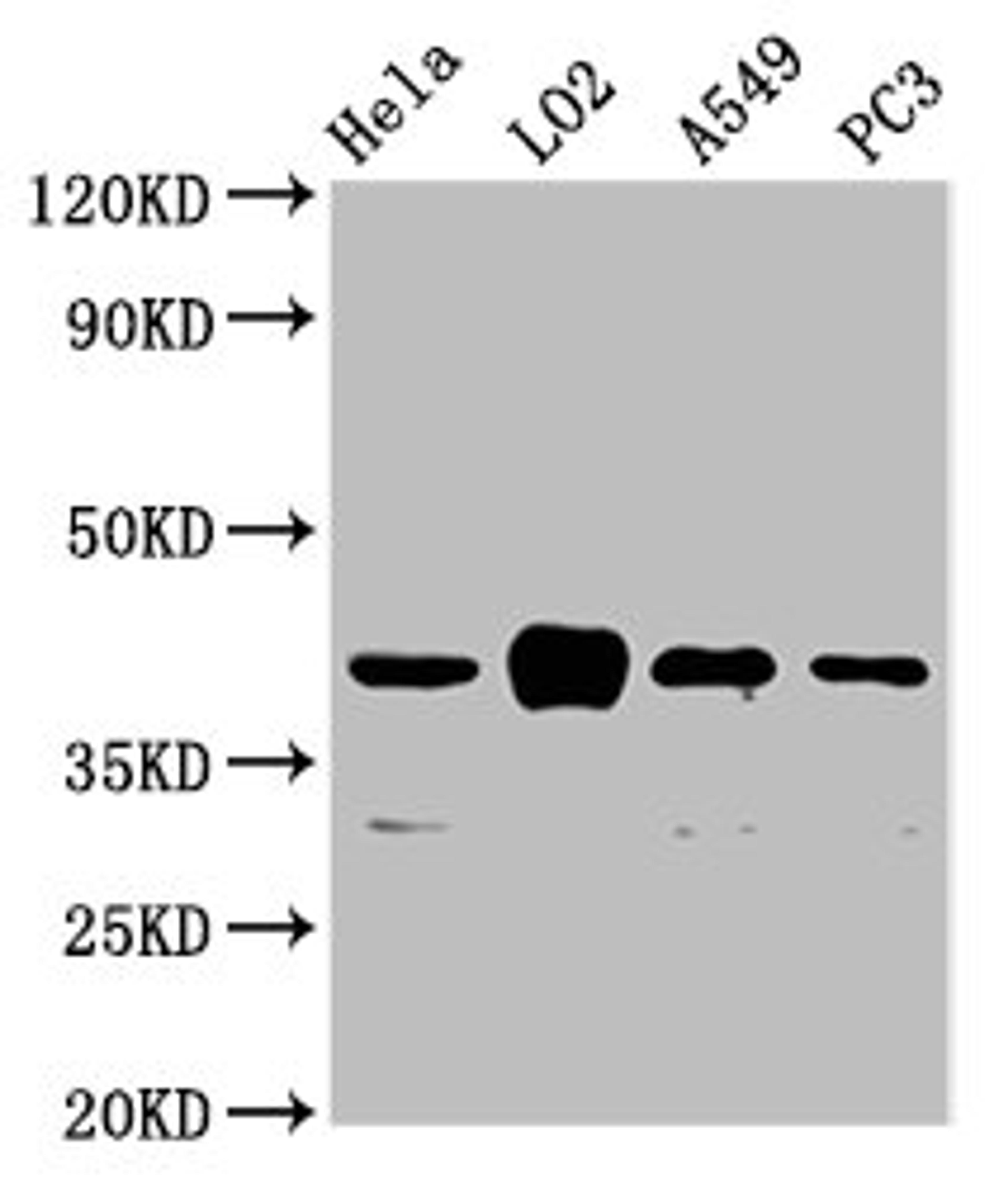 Western Blot. Positive WB detected in: Hela whole cell lysate, LO2 whole cell lysate, A549 whole cell lysate, PC-3 whole cell lysate. All lanes: VN1R1 antibody at 3.3µg/ml. Secondary. Goat polyclonal to rabbit IgG at 1/50000 dilution. Predicted band size: 41 kDa. Observed band size: 41 kDa