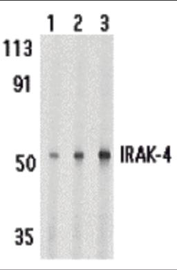 Western blot analysis of IRAK-4 in HeLa cell lysate with IRAK-4 antibody at 1 (lane 1), 2 (lane 2), and 4 (lane 3) μg/mL, respectively.