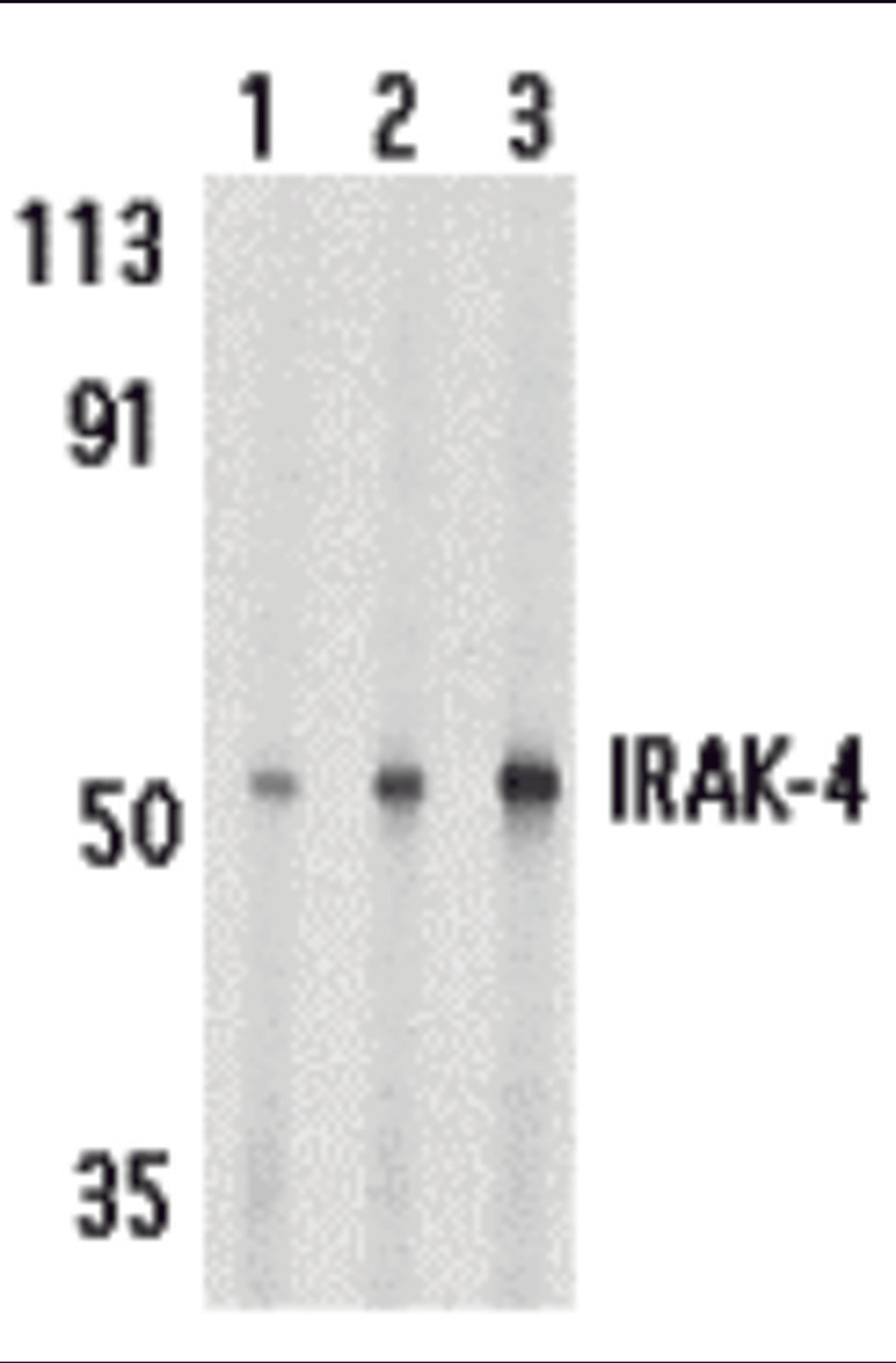 Western blot analysis of IRAK-4 in HeLa cell lysate with IRAK-4 antibody at 1 (lane 1), 2 (lane 2), and 4 (lane 3) μg/mL, respectively.