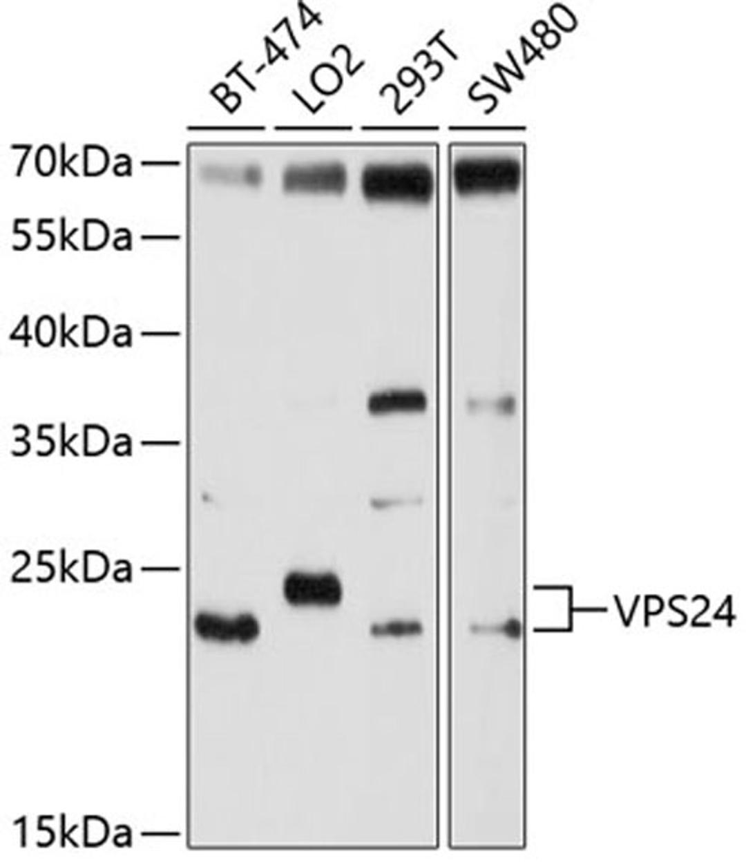 Western blot - VPS24 antibody (A10306)