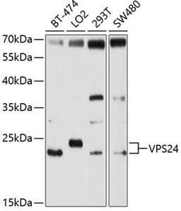 Western blot - VPS24 antibody (A10306)