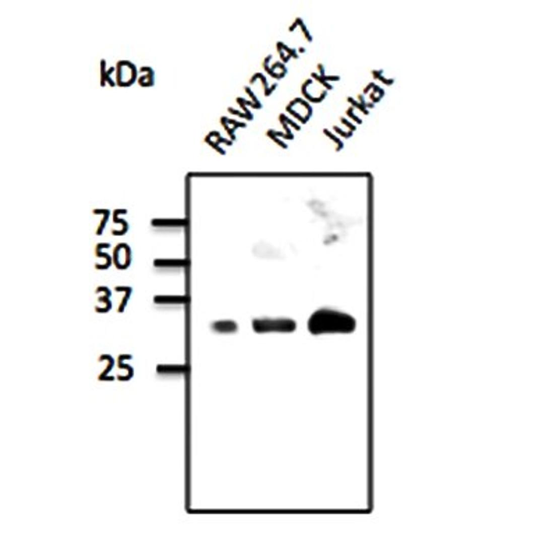 Western blot analysis of Raw264.7, MDCK, Jurkat cell line lysate using Rab9b antibody.