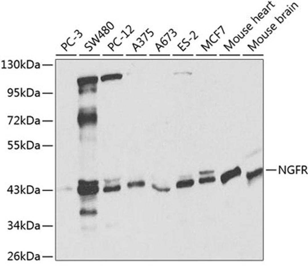 Western blot - NGFR antibody (A2097)