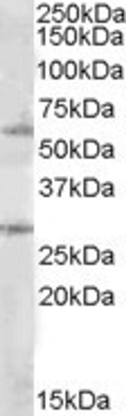 46-764 (1ug/ml) staining of Daudi lysate (35ug protein in RIPA buffer). Primary incubation was 1 hour. Detected by chemiluminescence.