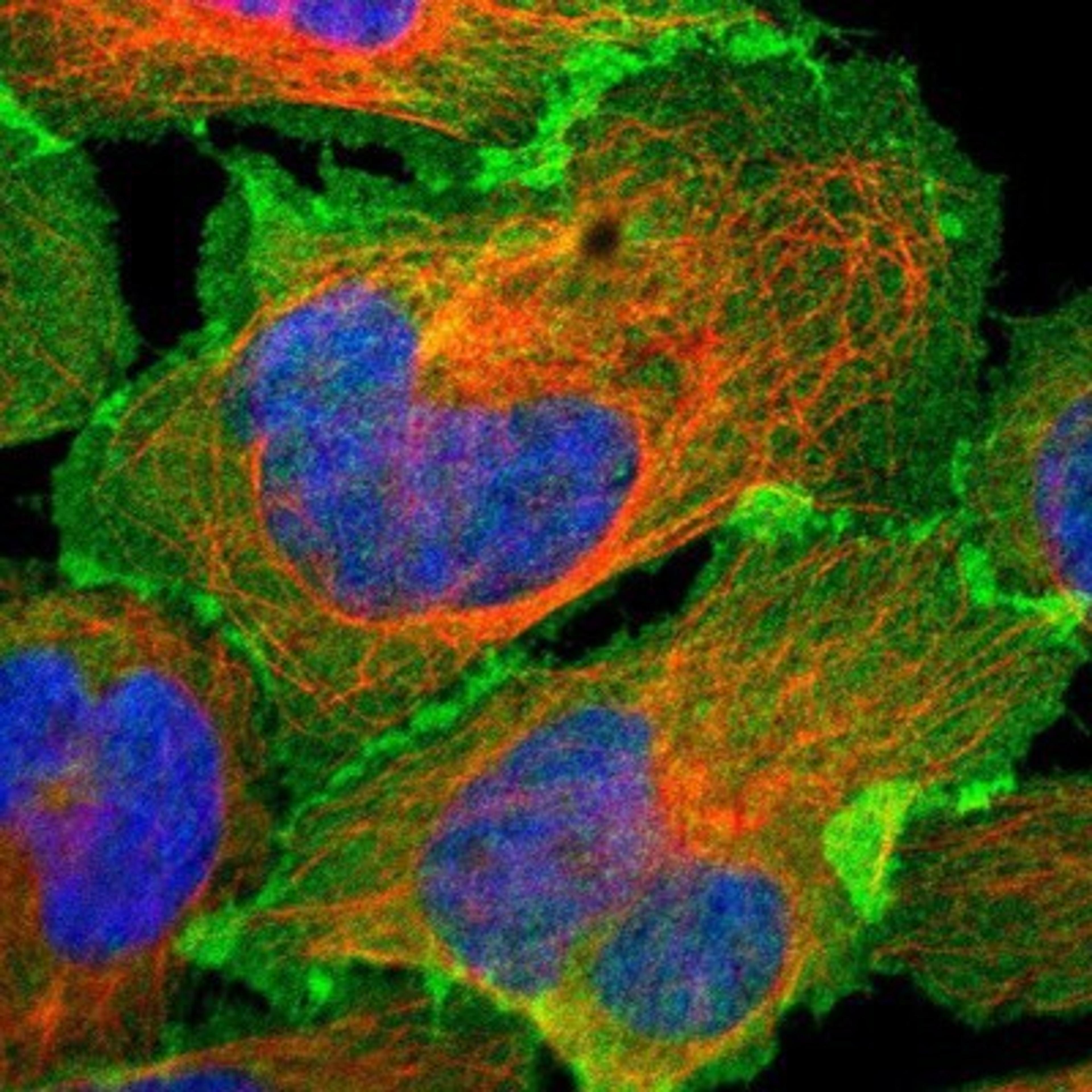 Immunocytochemistry/Immunofluorescence: EPB4IL2 Antibody [NBP1-90325] Staining of human cell line U-2 OS shows positivity in plasma membrane & cell junctions.