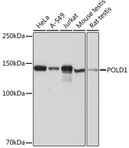 Western blot - POLD1 Rabbit mAb (A4218)