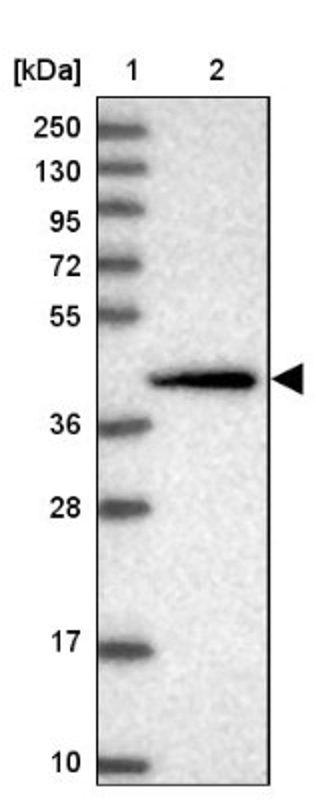 Western Blot: SCRT1 Antibody [NBP1-92369] - Lane 1: Marker [kDa] 250, 130, 95, 72, 55, 36, 28, 17, 10<br/>Lane 2: Human cell line RT-4