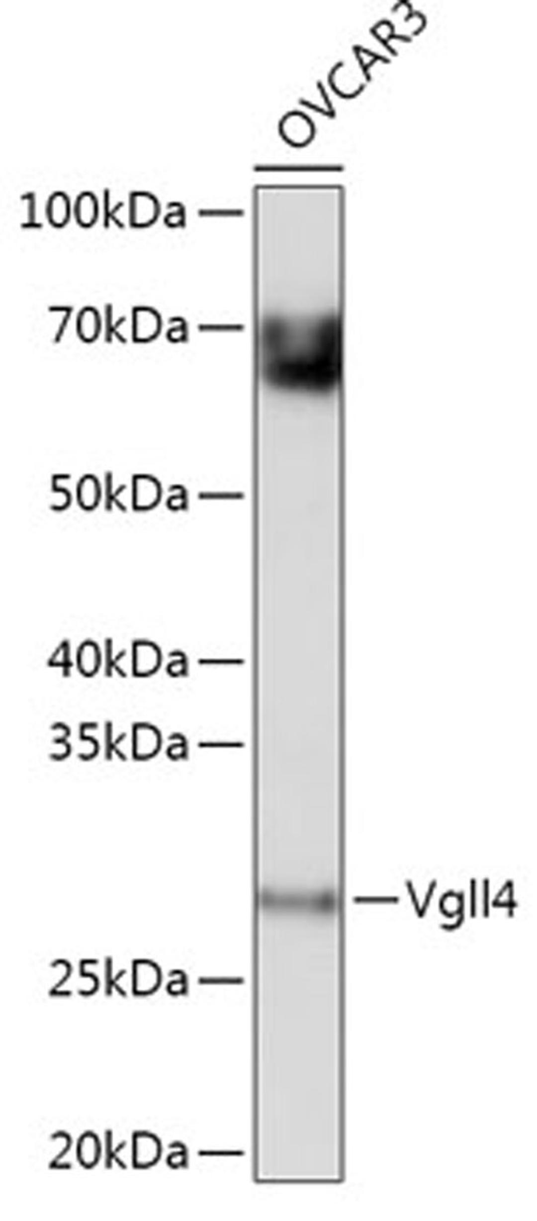 Western blot - Vgll4 antibody (A18248)