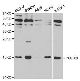 Western blot analysis of extracts of various cell lines using POLR2I antibody