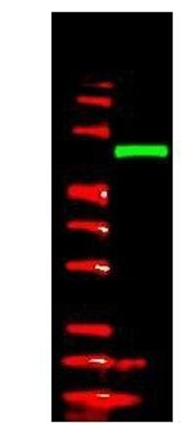 Western blot analysis of detect 0.05 ug (lane 2) of full-length recombinant mouse serum albumin containing the V5 epitope tag at the carboxy end using V5 Epitope Tag antibody