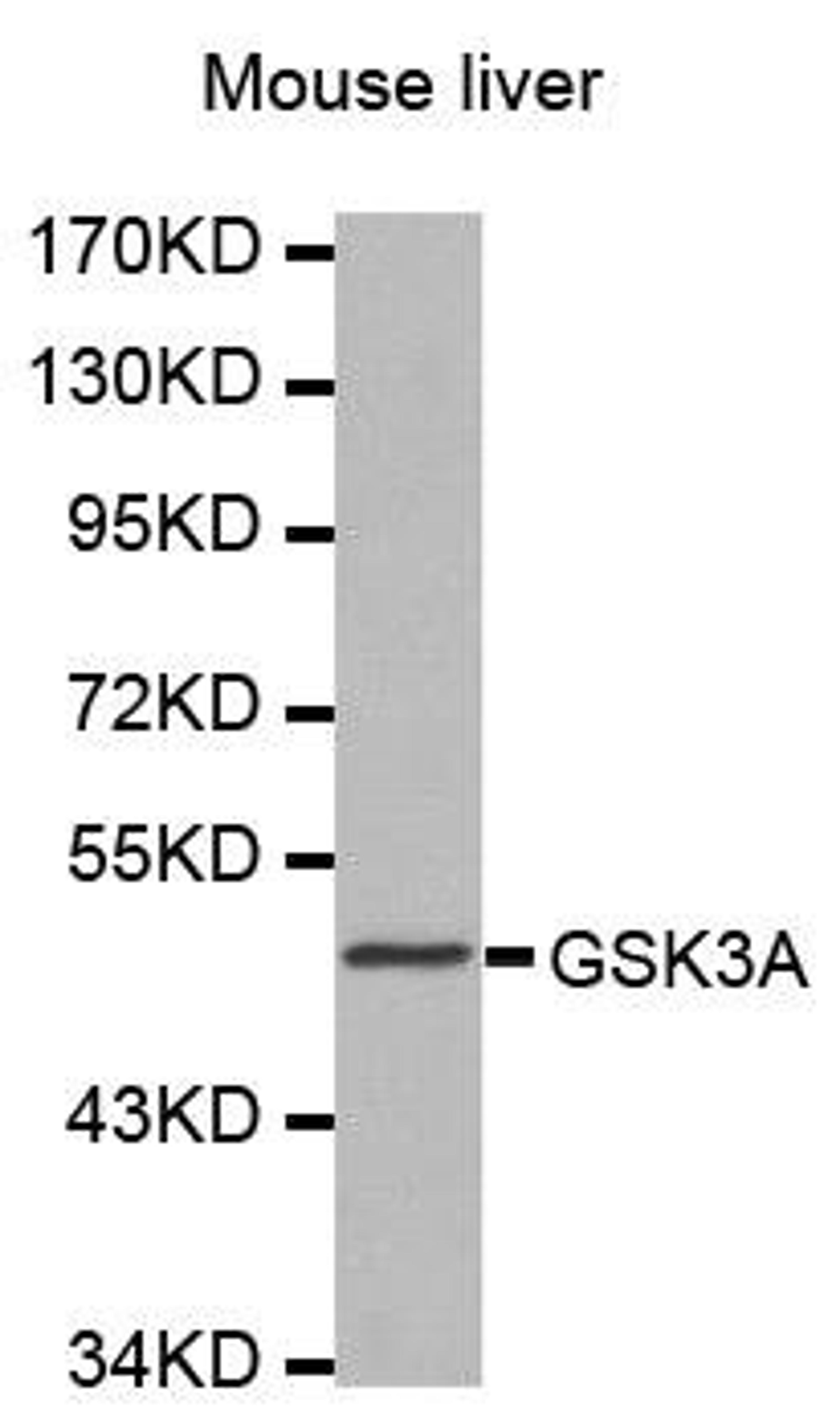 Western blot analysis of extracts of mouse liver tissue using GSK-3Alpha antibody