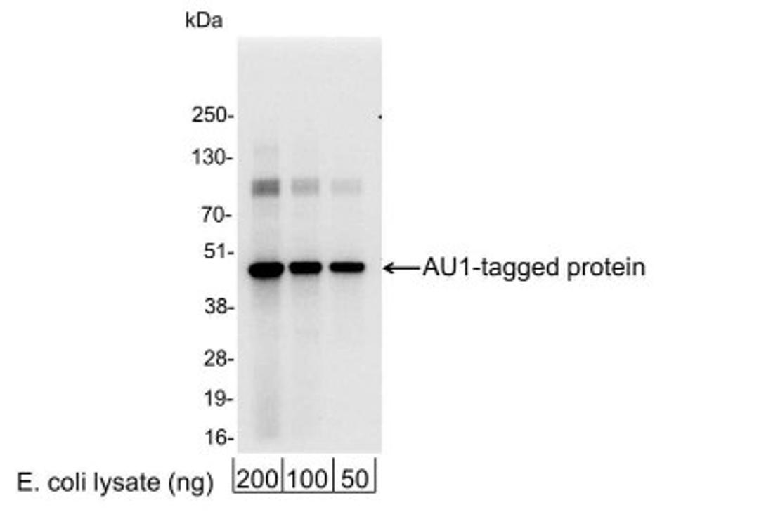 Western Blot: AU1 Epitope Tag Antibody [NB600-453] - 200, 100, or 50 ng of E. coli whole cell lysate expressing a multi-tag fusion protein. Antibody used at 0.04 ug/ml (1:25,000).