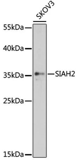 Western blot - SIAH2 antibody (A16211)