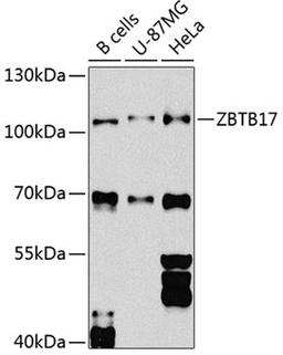 Western blot - ZBTB17 Antibody (A8463)