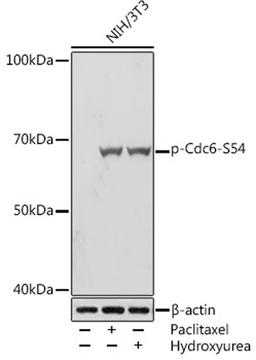 Western blot - Phospho-Cdc6-S54 Rabbit mAb (AP1153)