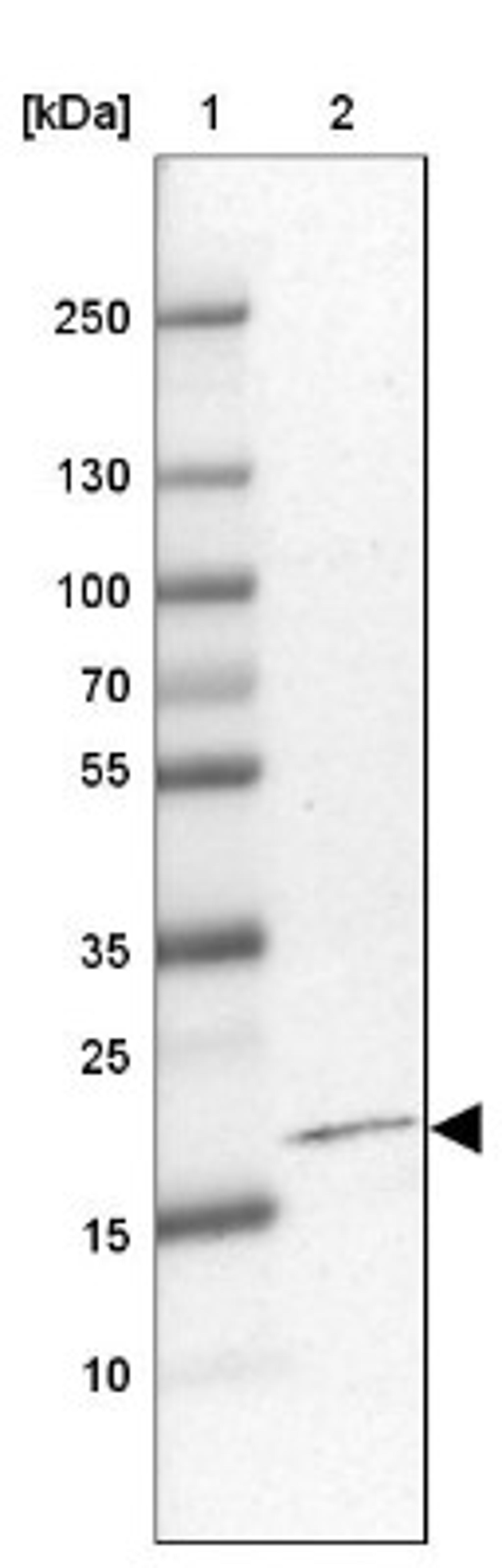 Western Blot: MYD118 Antibody [NBP1-87990] - Lane 1: Marker [kDa] 250, 130, 100, 70, 55, 35, 25, 15, 10<br/>Lane 2: U-251 MG